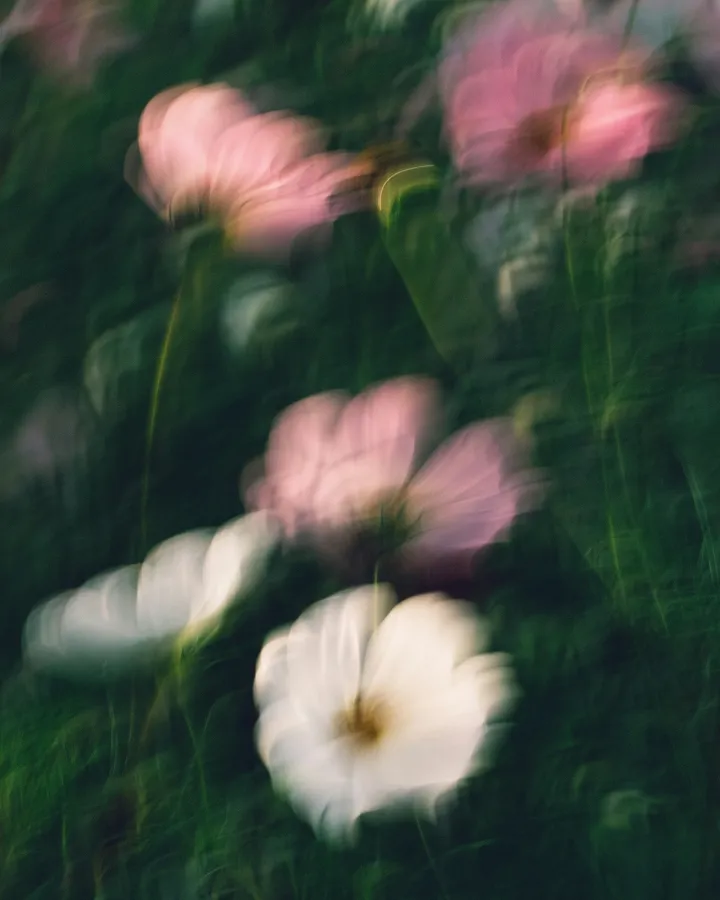 Pink and white cosmos flowers, blurred in soft motion